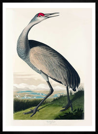 Whooping Crane Vintage Bird Print