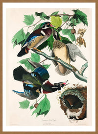 Wood Duck Vintage Bird Print