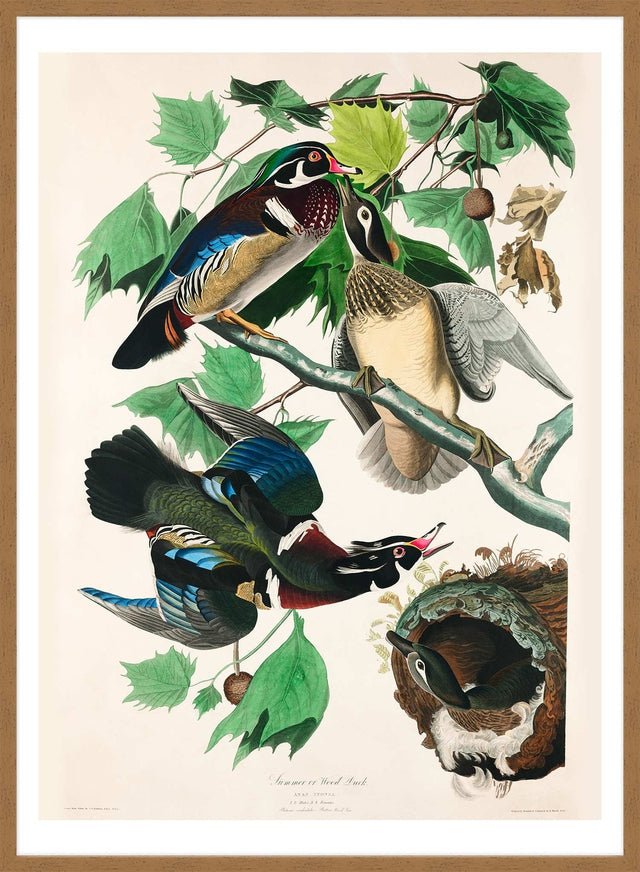 Wood Duck Vintage Bird Print