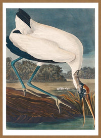 Wood Stork Vintage Bird Print