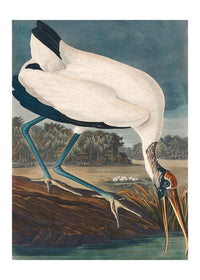 Wood Stork Vintage Bird Print