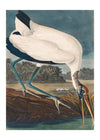 Wood Stork Vintage Bird Print