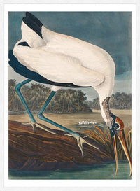 Wood Stork Vintage Bird Print