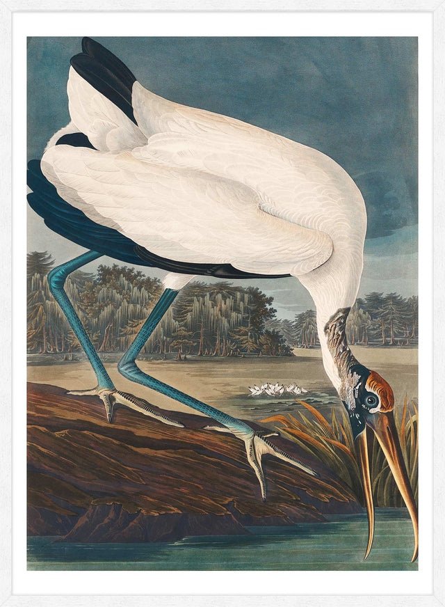 Wood Stork Vintage Bird Print