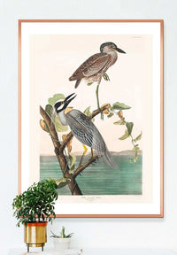 Yellow Crowned Heron Vintage Bird Print