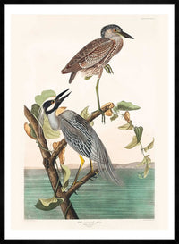 Yellow Crowned Heron Vintage Bird Print