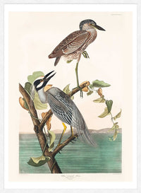 Yellow Crowned Heron Vintage Bird Print