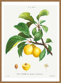 Yellow Plum Branch Antique Vintage Fruit Print