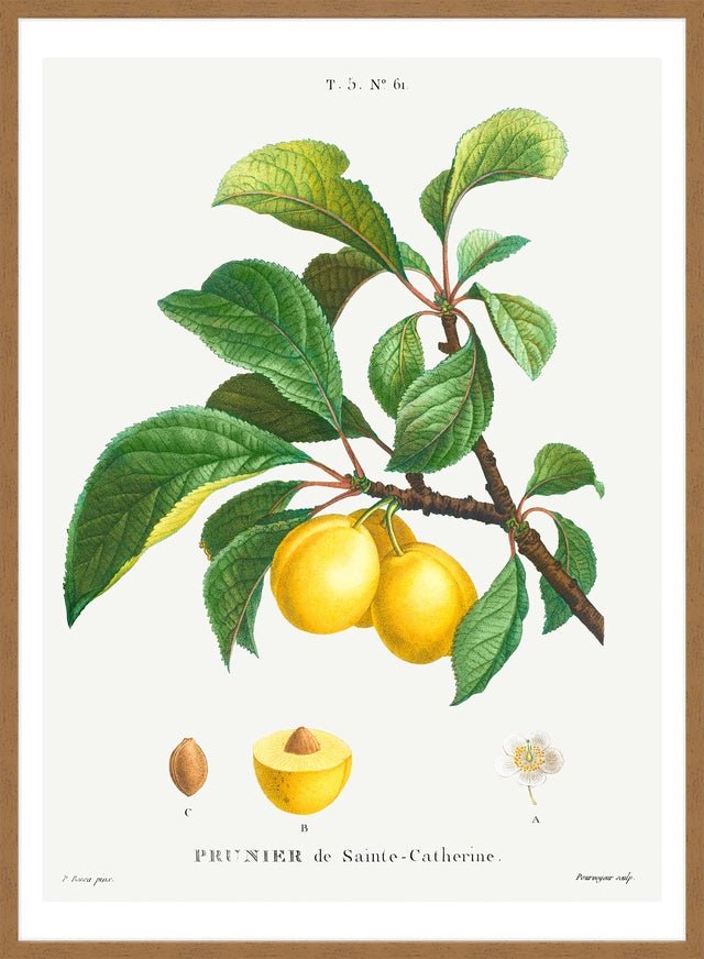 Yellow Plum Branch Antique Vintage Fruit Print
