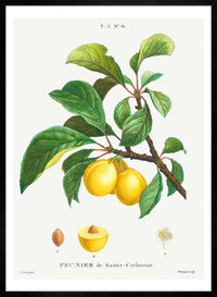 Yellow Plum Branch Antique Vintage Fruit Print