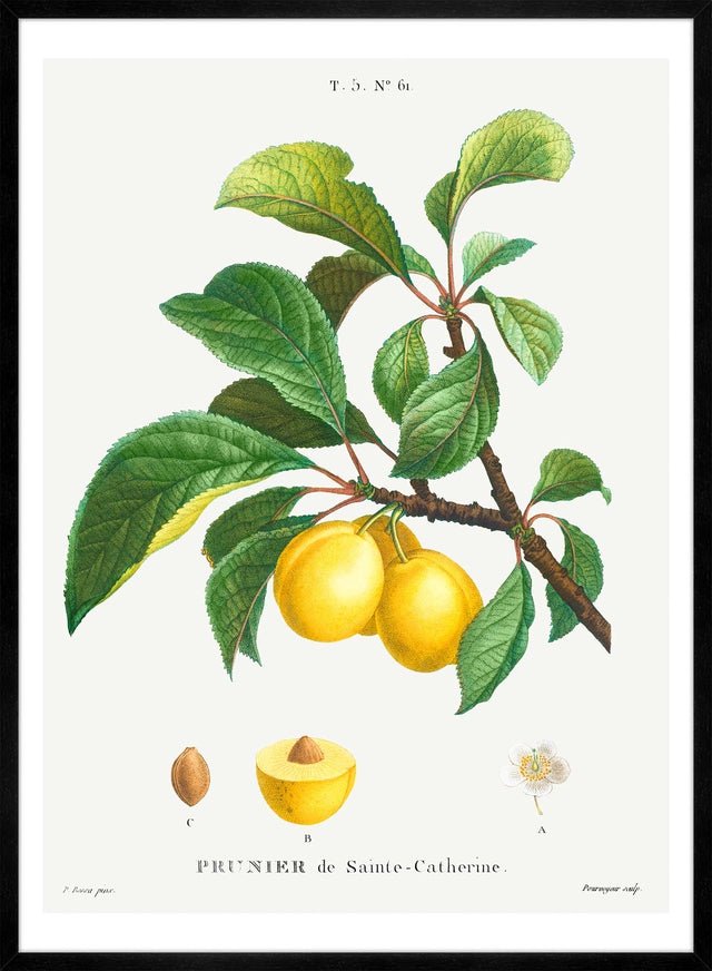 Yellow Plum Branch Antique Vintage Fruit Print