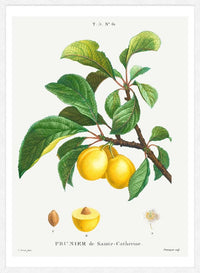 Yellow Plum Branch Antique Vintage Fruit Print