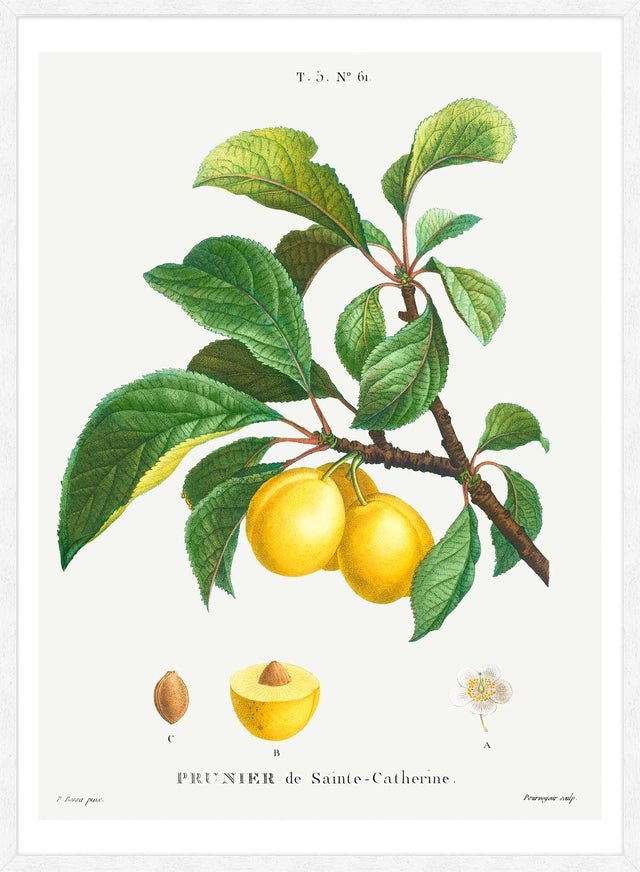 Yellow Plum Branch Antique Vintage Fruit Print