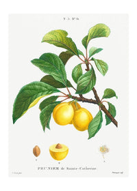 Yellow Plum Branch Antique Vintage Fruit Print
