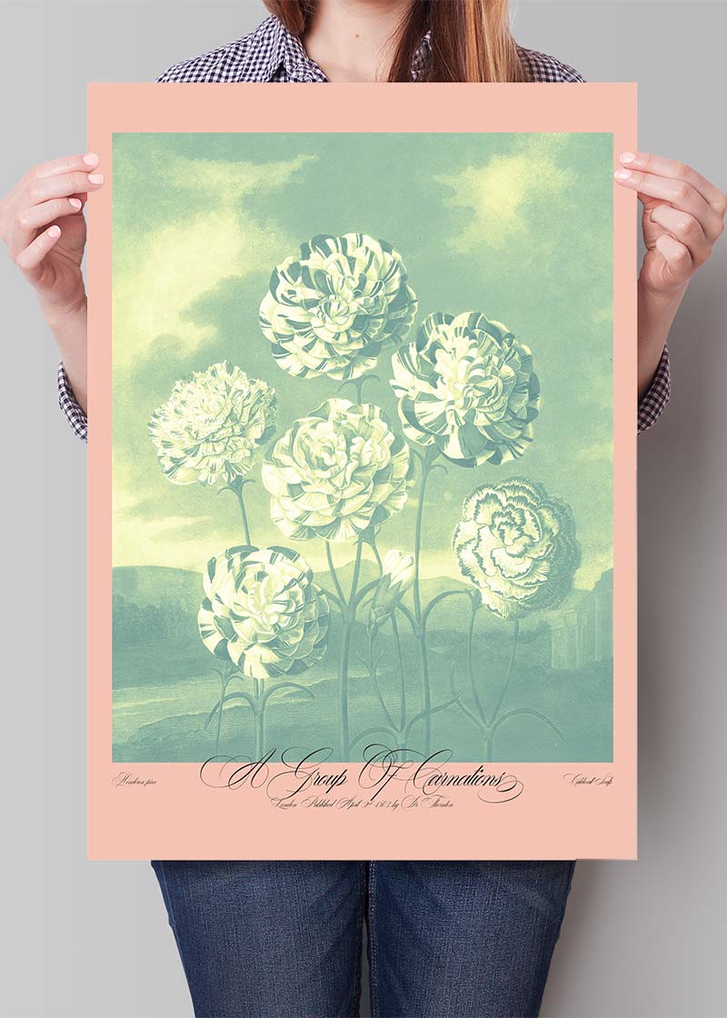 A Group Of Carnations Pastel Flowers Print