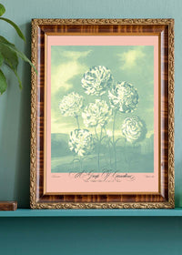 A Group Of Carnations Pastel Flowers Print