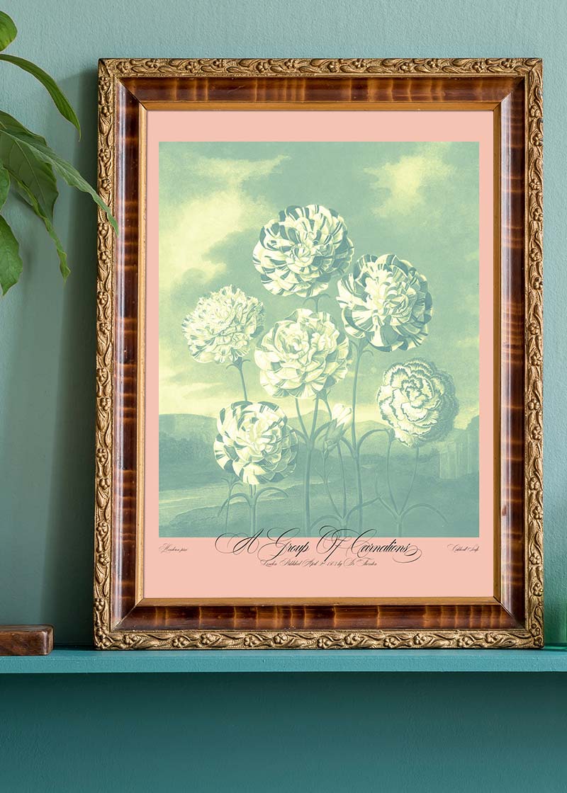 A Group Of Carnations Pastel Flowers Print
