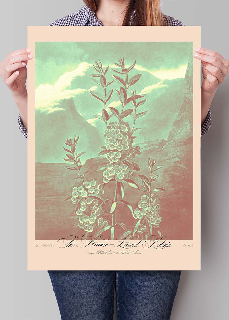 Narrow Leaved Kalmia Pastel Print