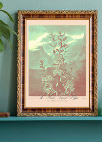 Narrow Leaved Kalmia Pastel Print