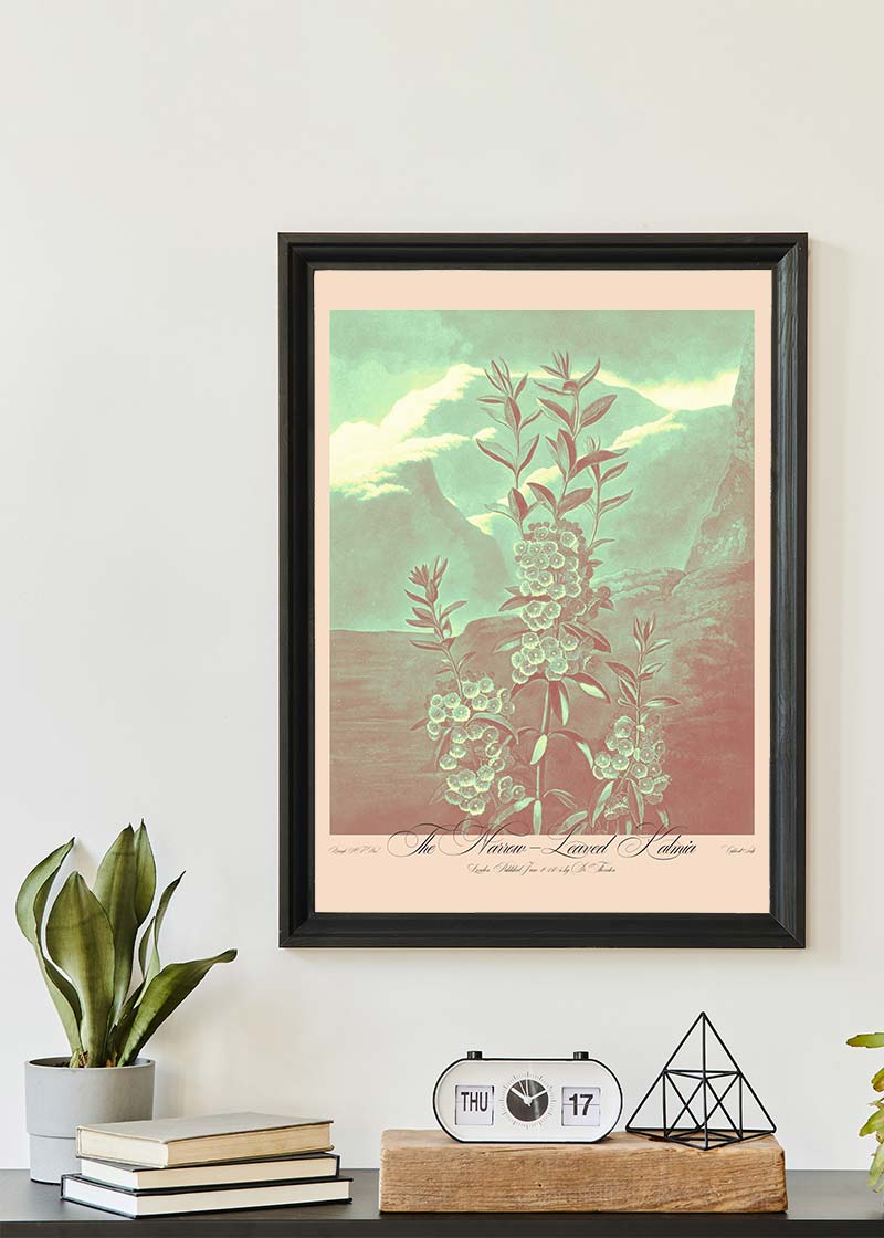 Narrow Leaved Kalmia Pastel Print