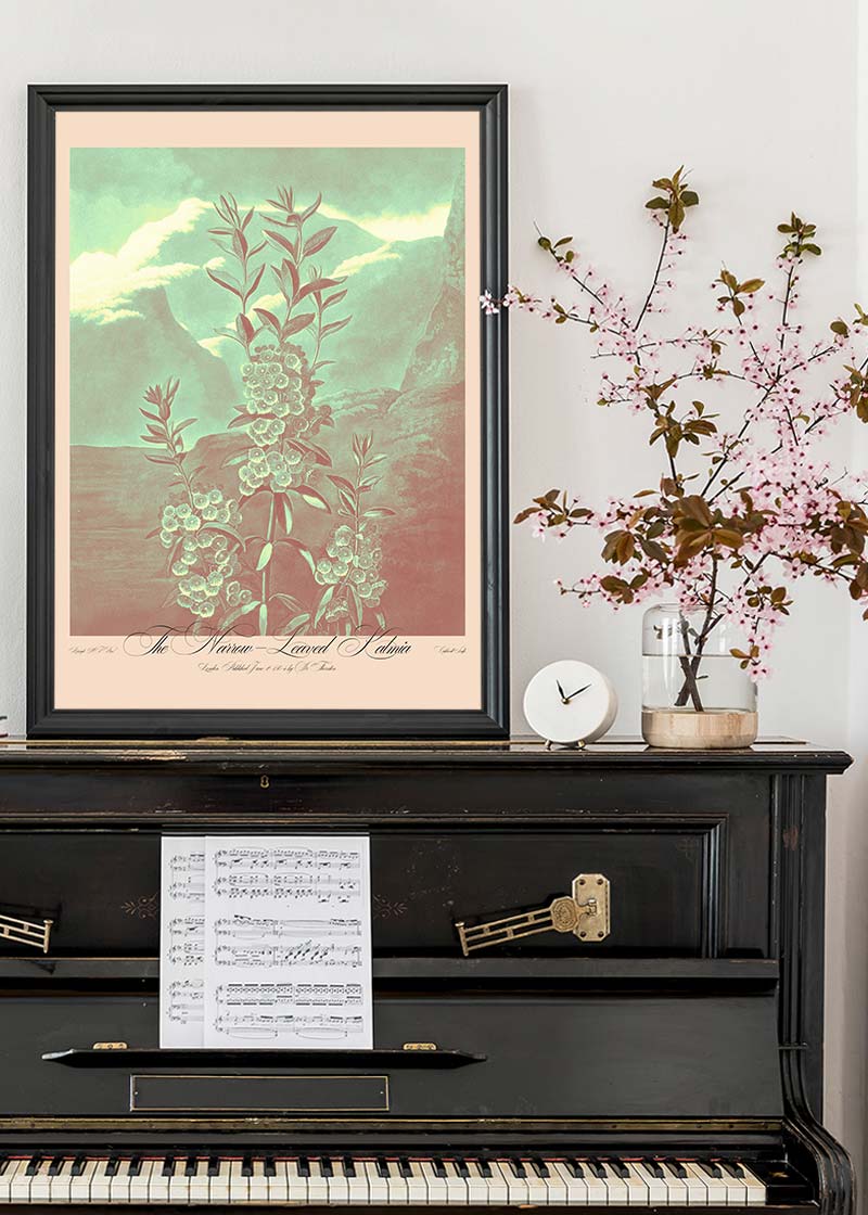 Narrow Leaved Kalmia Pastel Print