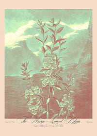 Narrow Leaved Kalmia Pastel Print
