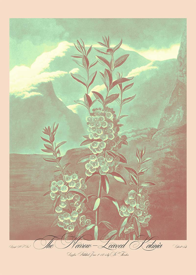 Narrow Leaved Kalmia Pastel Print