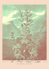 Narrow Leaved Kalmia Pastel Print