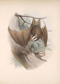 Vintage Bats Halloween Print