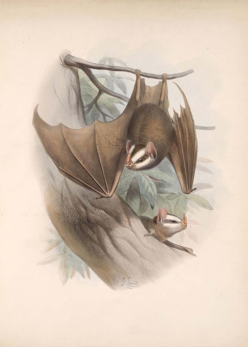 Vintage Bats Halloween Print