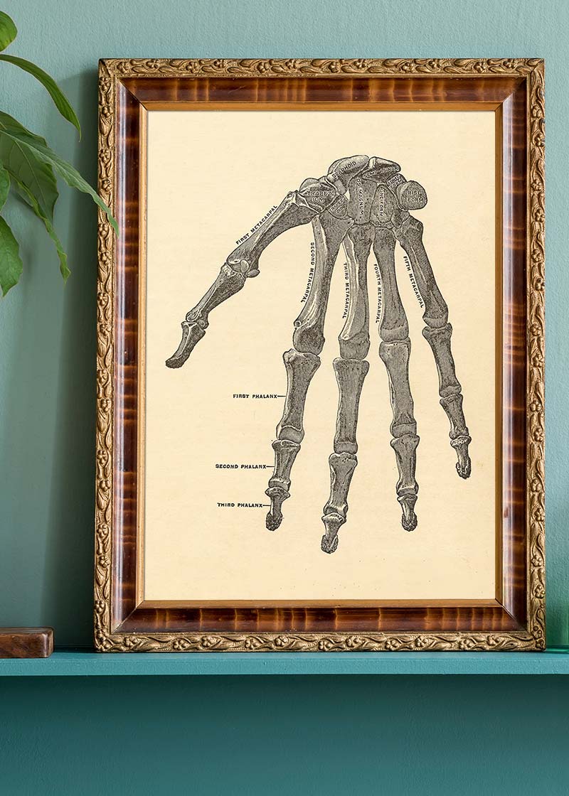 Vintage Medical Skeleton Hand Illustration Print