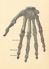 Vintage Medical Skeleton Hand Illustration Print