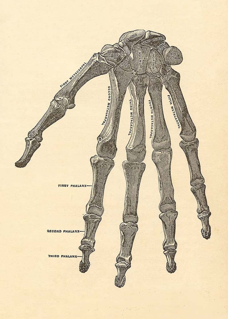 Vintage Medical Skeleton Hand Illustration Print