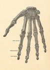 Vintage Medical Skeleton Hand Illustration Print