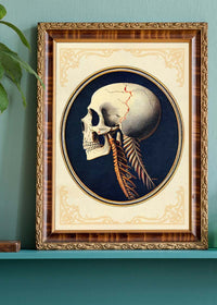 Vintage Skull Medical Diagram Side View Print