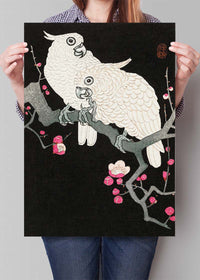 Two cockatoo and plum blossom by Ohara Koson