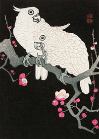 Two cockatoo and plum blossom by Ohara Koson