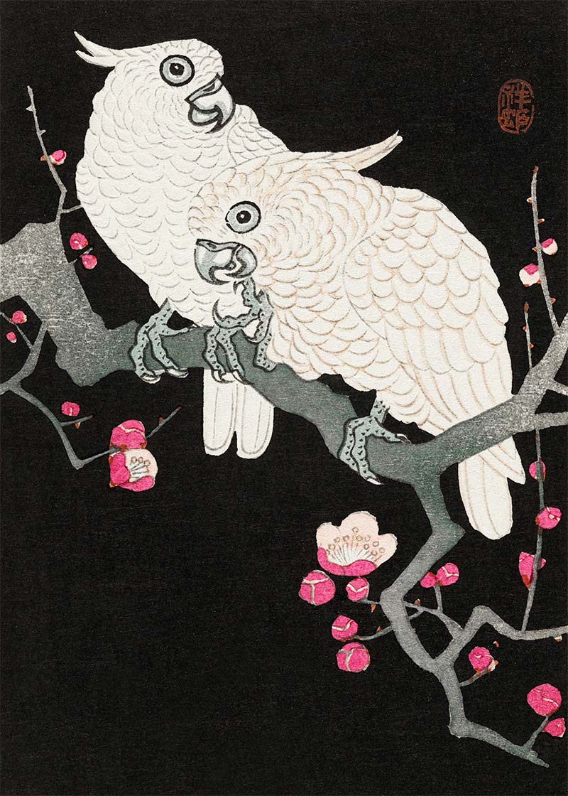 Two cockatoo and plum blossom by Ohara Koson