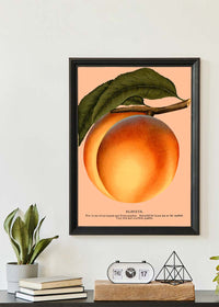 Large Vintage Elberta Peach Print