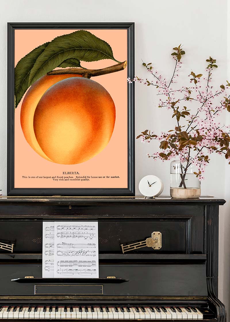 Large Vintage Elberta Peach Print