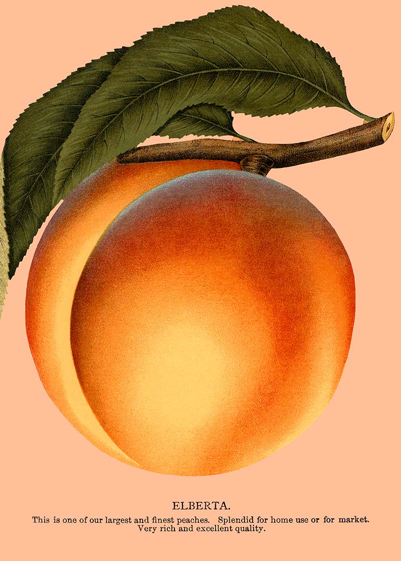 Large Vintage Elberta Peach Print