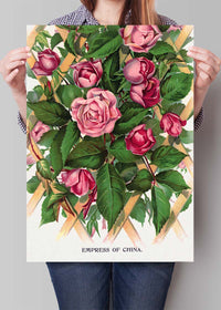 Empress of China Rose Vintage Lithograph Print