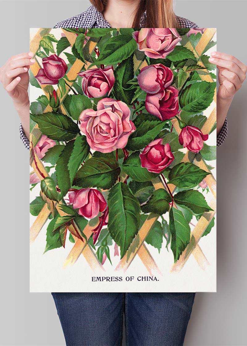 Empress of China Rose Vintage Lithograph Print