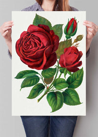 Red Rose Vintage Lithograph Print