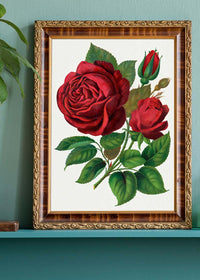Red Rose Vintage Lithograph Print