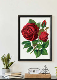 Red Rose Vintage Lithograph Print
