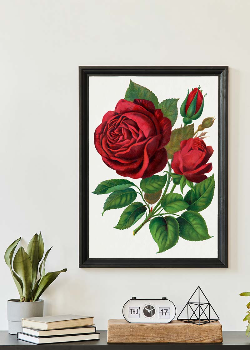 Red Rose Vintage Lithograph Print