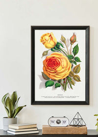 Sunset Rose Vintage Lithograph Print