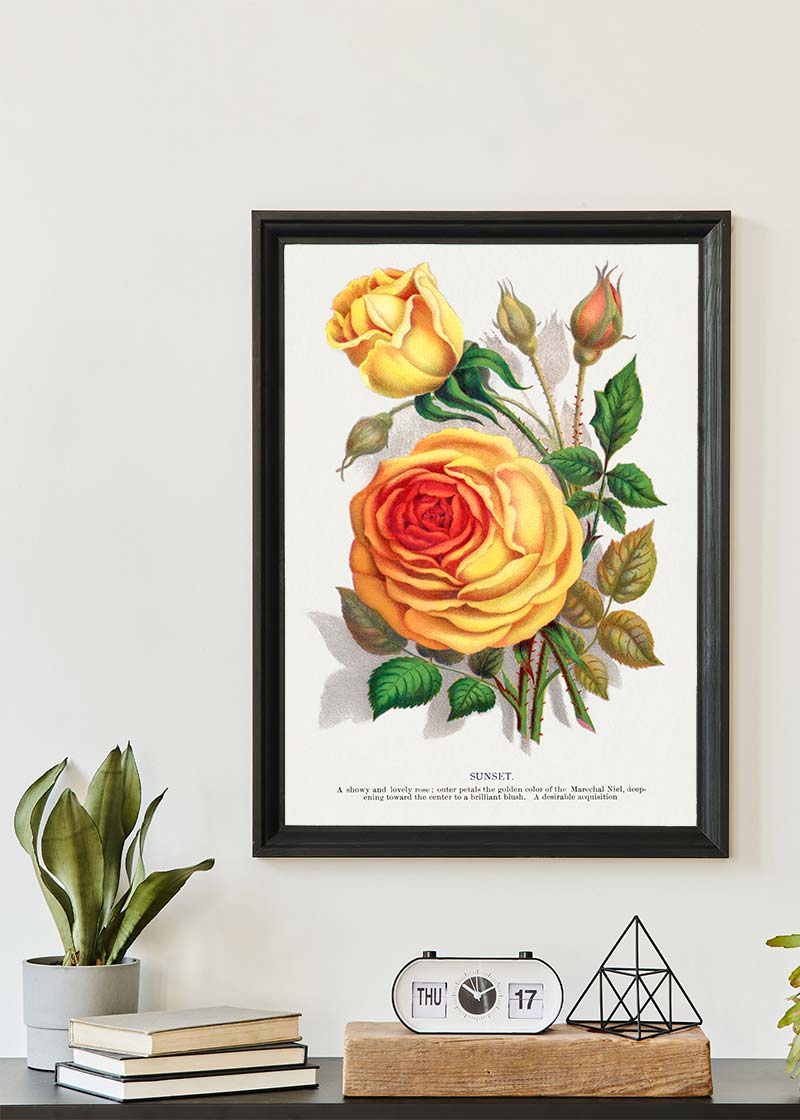 Sunset Rose Vintage Lithograph Print
