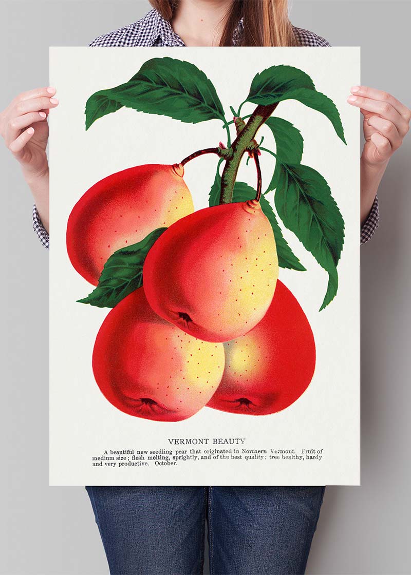 Vermont Beauty pear Vintage Lithograph Print